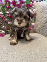 Green Collar Mini Schnauzer, a male Miniature Schnauzer for sale in Demorest, GA – Photo 3 of 4