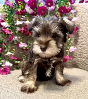 Green Collar Mini Schnauzer, a male Miniature Schnauzer for sale in Demorest, GA – Photo 2 of 4