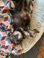 Green Collar Mini Schnauzer, a male Miniature Schnauzer for sale in Demorest, GA – Photo 4 of 4