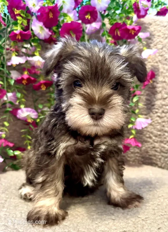 Green Collar Mini Schnauzer – Miniature Schnauzer puppy for sale in Demorest, GA