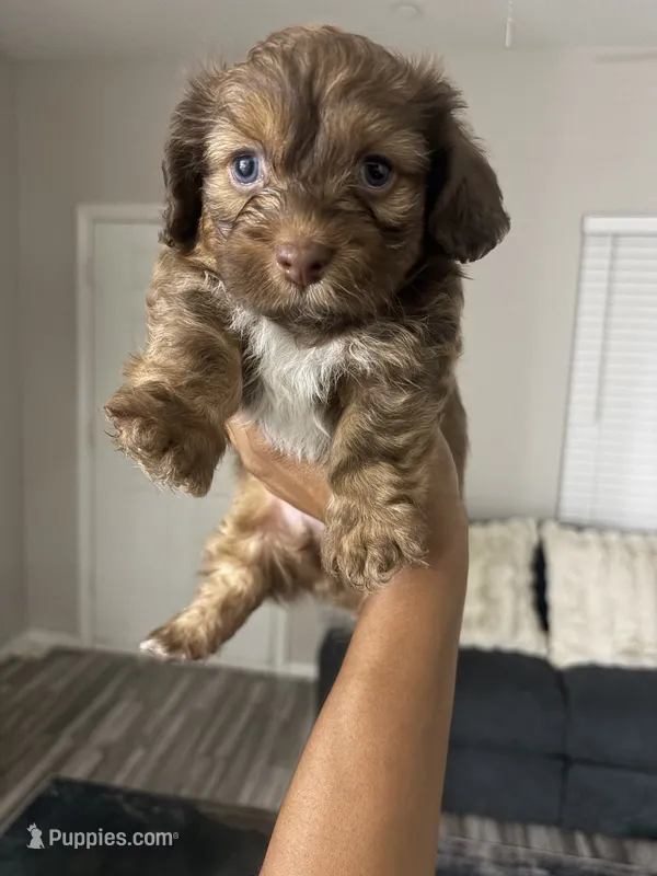 Brownie – Shihpoo, Shih Tzu puppy for sale in Las Vegas, NV