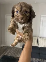 Brownie, a male Shihpoo and Shih Tzu for sale in Sacramento, CA – 4 of 8