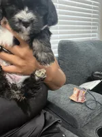 Raven, a female Shihpoo and Shih Tzu for sale in Sacramento, CA – 9 of 9