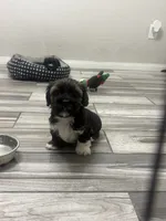 Prince, a male Shihpoo and Shih Tzu for sale in Sacramento, CA – 2 of 5