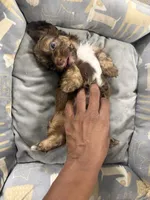 Brownie, a male Shihpoo and Shih Tzu for sale in Las Vegas, NV – 4 of 4