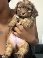 Brownie, a male Shihpoo and Shih Tzu for sale in Sacramento, CA – 1 of 8