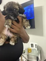 Bentley , a male Shihpoo and Shih Tzu for sale in Sacramento, CA – 1 of 4