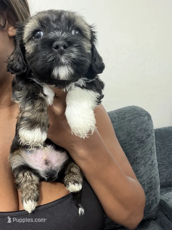Prince – Shihpoo, Shih Tzu puppy for sale in Las Vegas, NV