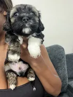 Prince, a male Shihpoo and Shih Tzu for sale in Sacramento, CA – 1 of 5