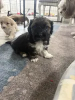Prince, a male Shihpoo and Shih Tzu for sale in Las Vegas, NV – 3 of 3