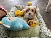 Ace, a male Shihpoo for sale in Las Vegas, NV – Photo 3 of 5