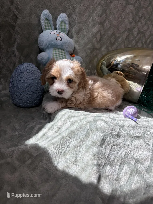 Ace – Shihpoo puppy on hold in Sacramento, CA
