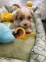Ace, a male Shihpoo for sale in Las Vegas, NV – Photo 1 of 5
