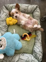 Ace, a male Shihpoo for sale in Las Vegas, NV – Photo 5 of 5