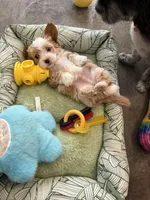 Ace, a male Shihpoo for sale in Las Vegas, NV – Photo 4 of 5