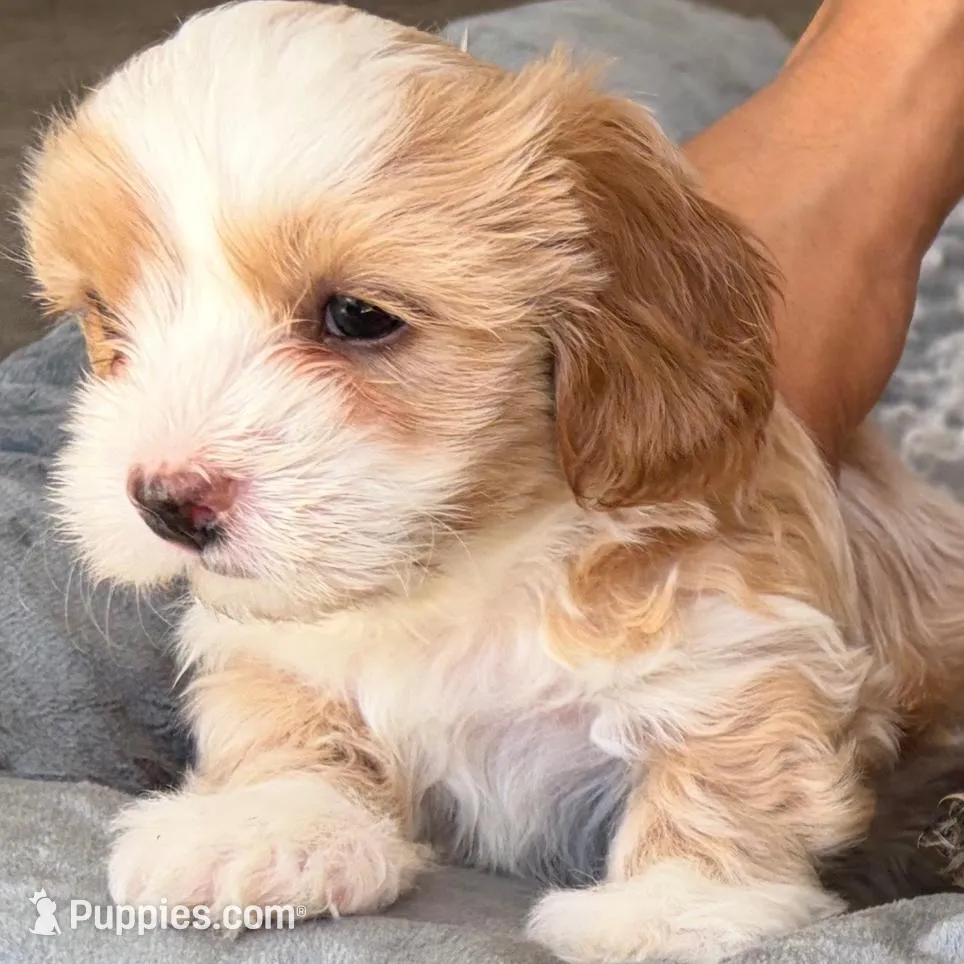 Ace – Shihpoo puppy for sale in Las Vegas, NV