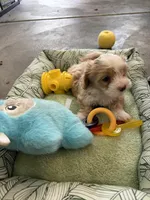 Ace, a male Shihpoo for sale in Las Vegas, NV – Photo 2 of 5