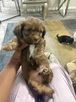 Brownie, a male Shihpoo and Shih Tzu for sale in Las Vegas, NV – 3 of 4