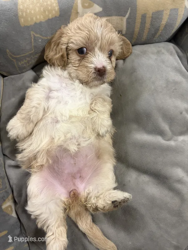 Fawn – Shihpoo, Shih Tzu puppy for sale in Las Vegas, NV