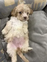 Fawn, a female Shihpoo and Shih Tzu for sale in Las Vegas, NV – 1 of 2
