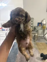 Brownie, a male Shihpoo and Shih Tzu for sale in Las Vegas, NV – 1 of 4