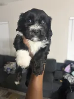 Raven, a female Shihpoo and Shih Tzu for sale in Sacramento, CA – 5 of 9