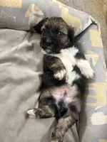Prince, a male Shihpoo and Shih Tzu for sale in Las Vegas, NV – 2 of 3