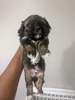 Bentley , a male Shihpoo and Shih Tzu for sale in Las Vegas, NV – 2 of 2
