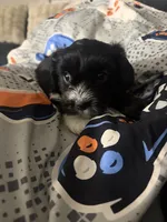 Raven, a female Shihpoo and Shih Tzu for sale in Sacramento, CA – 7 of 9