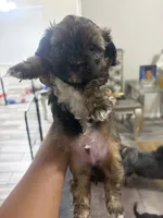 Bentley , a male Shihpoo and Shih Tzu for sale in Las Vegas, NV – 1 of 2