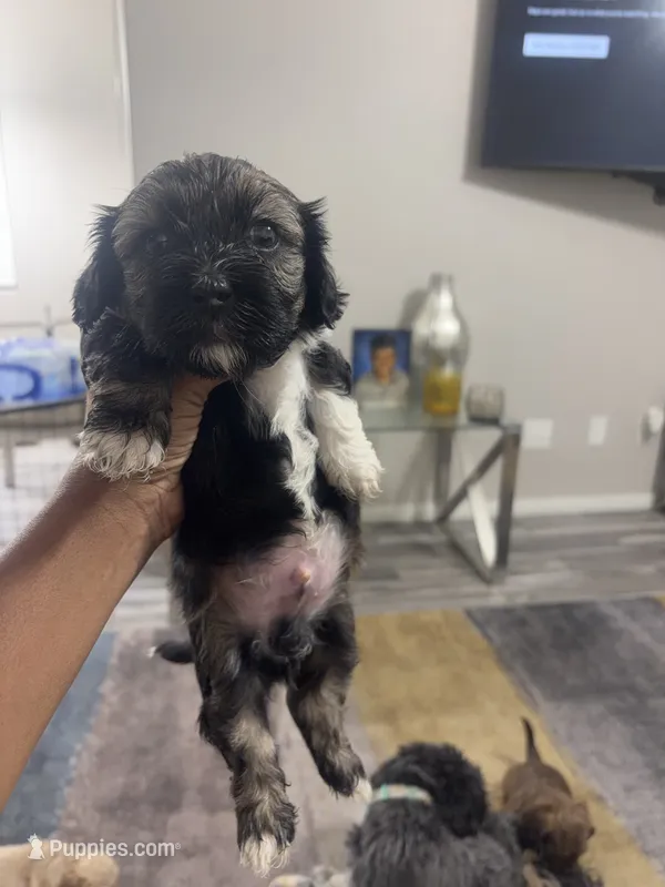 Prince – Shihpoo, Shih Tzu puppy for sale in Las Vegas, NV