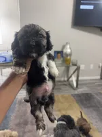 Prince, a male Shihpoo and Shih Tzu for sale in Las Vegas, NV – 1 of 3
