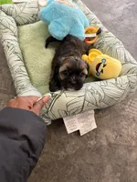 Gigi, a female Shihpoo for sale in Las Vegas, NV – Photo 2 of 5