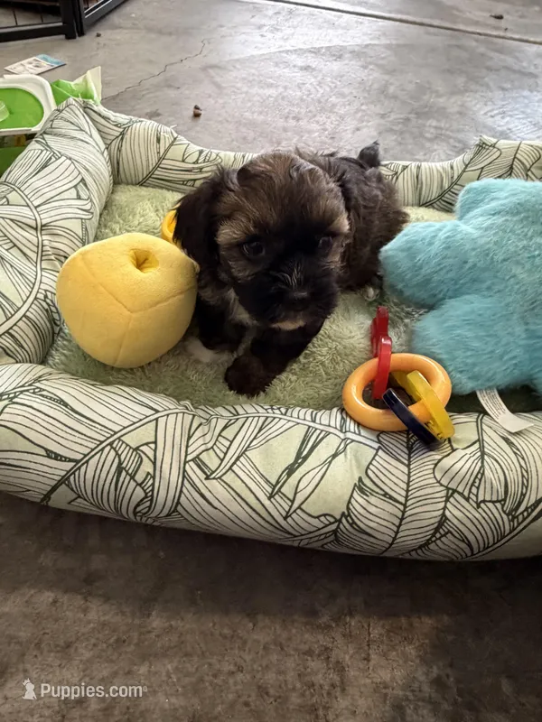 Gigi – Shihpoo puppy for sale in Las Vegas, NV