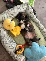 Gigi, a female Shihpoo for sale in Las Vegas, NV – Photo 4 of 5