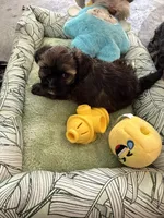 Gigi, a female Shihpoo for sale in Las Vegas, NV – Photo 3 of 5