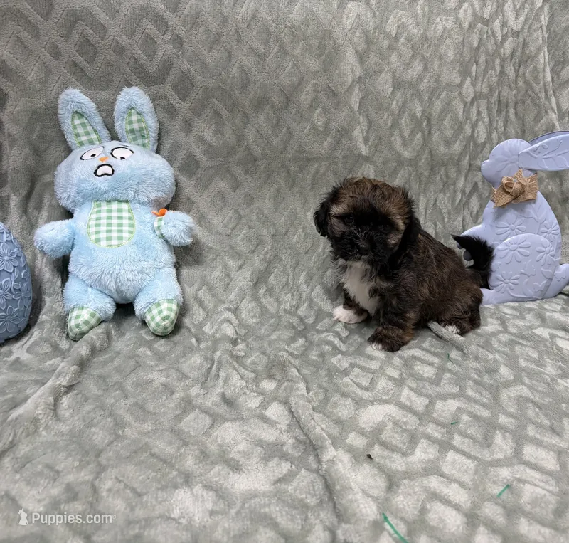Gigi – Shihpoo puppy for sale in Sacramento, CA