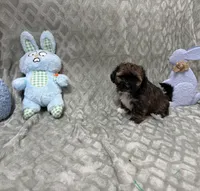 Gigi, a female Shihpoo for sale in Sacramento, CA – Photo 1 of 9