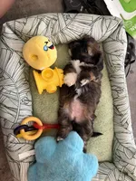 Gigi, a female Shihpoo for sale in Las Vegas, NV – Photo 5 of 5