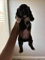 Gigi, a female Shihpoo for sale in Sacramento, CA – Photo 7 of 9