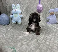 Gigi, a female Shihpoo for sale in Sacramento, CA – Photo 8 of 9
