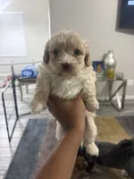Fawn, a female Shihpoo and Shih Tzu for sale in Las Vegas, NV – 2 of 2