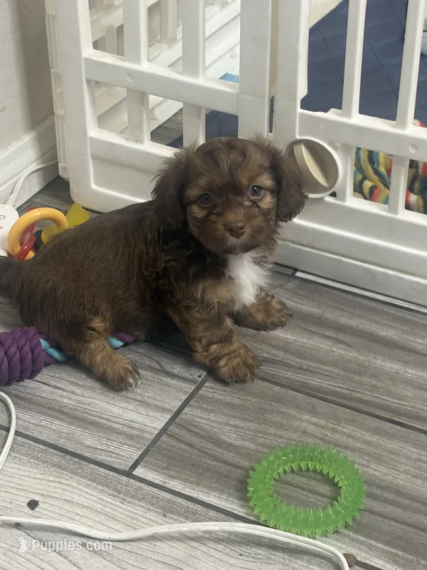 Brownie – Shihpoo, Shih Tzu puppy for sale in Las Vegas, NV