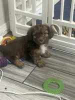 Brownie, a male Shihpoo and Shih Tzu for sale in Sacramento, CA – 2 of 8