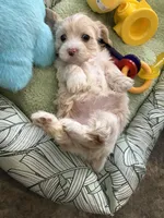 Willow , a female Shihpoo for sale in Las Vegas, NV – Photo 2 of 3