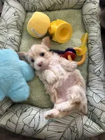 Willow , a female Shihpoo for sale in Las Vegas, NV – Photo 3 of 3