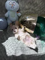 Willow , a female Shihpoo for sale in Sacramento, CA – Photo 7 of 7