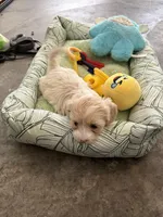 Willow , a female Shihpoo for sale in Las Vegas, NV – Photo 1 of 3