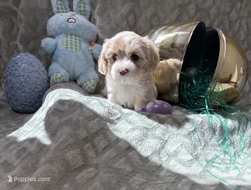Willow  – Shihpoo puppy on hold in Sacramento, CA