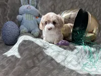 Willow , a female Shihpoo for sale in Sacramento, CA – Photo 1 of 7